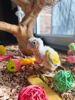 Conure suncheek, Februari