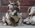 Franse Bulldog Pups, Dieren en Toebehoren, Honden | Bulldogs, Pinschers en Molossers, België, Fokker | Hobbymatig, CDV (hondenziekte)