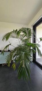 Plante d'intérieur, Ombre partielle, En pot, Plante verte, 150 à 200 cm