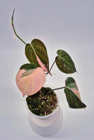 ALOCASIA,PHILODENDRON,SCINDAPSUS,MONSTERA, beschikbaar voor biedingen