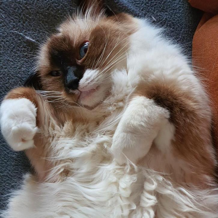 Ragdoll sezl point herplaatser, Dieren en Toebehoren, Katten en Kittens | Raskatten | Langhaar