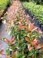 Glansmispel, Tuin en Terras, Ophalen