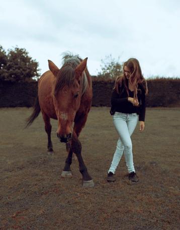 Les voor een mentaal en fysiek sterk paard beschikbaar voor biedingen