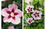 arbre jardin fleur, Ophalen