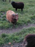 Bélier intéressant, Animaux & Accessoires, Moutons, Chèvres & Cochons
