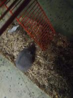 5 russche hamsters zoeken thuis, Animaux & Accessoires, Rongeurs, Novembre