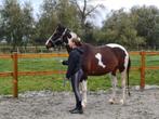 Verzorg paard/pony/shetlander gezocht, Dieren en Toebehoren, Paarden