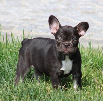 Franse Bulldog pup Choco-tan beschikbaar voor biedingen