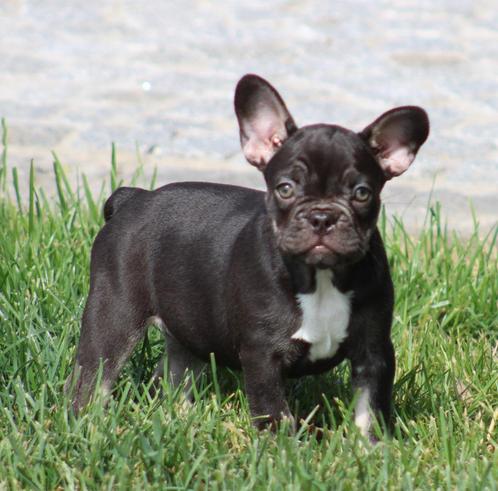 Franse Bulldog pup Choco-tan, Dieren en Toebehoren, Honden | Bulldogs, Pinschers en Molossers, Teef, Bulldog, Fokker | Professioneel