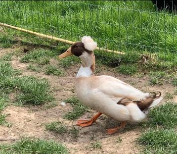 Broedeieren, Dieren en Toebehoren, Pluimvee, Meerdere dieren, Eend