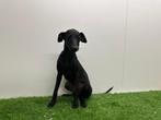 Chiots Whippet, Parvovirose, Autres races, Plusieurs, Belgique