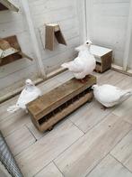 Pigeon texan reproducteur