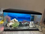 aquarium, Dieren en Toebehoren, Ophalen