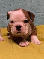 Bulldog  pups, Dieren en Toebehoren, Honden | Bulldogs, Pinschers en Molossers, België, CDV (hondenziekte), 8 tot 15 weken, Bulldog