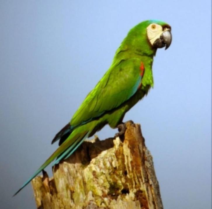jonge ara severa, Dieren en Toebehoren, Vogels | Parkieten en Papegaaien, Papegaai, Geringd