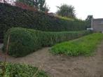 Buxusplantsoen voor hagen of masieven, Tuin en Terras, Planten | Struiken en Hagen, Ophalen, Buxus