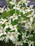 Cornus Kouza Milky Way, Tuin en Terras, Ophalen