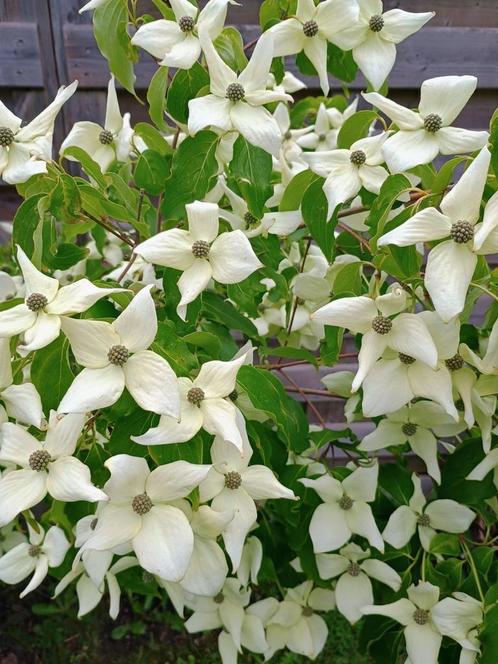 Cornus Kouza Milky Way, Tuin en Terras, Planten | Tuinplanten, Ophalen