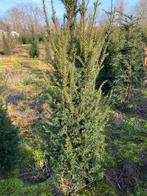 Taxus baccata, Ophalen of Verzenden, Taxus, Haag