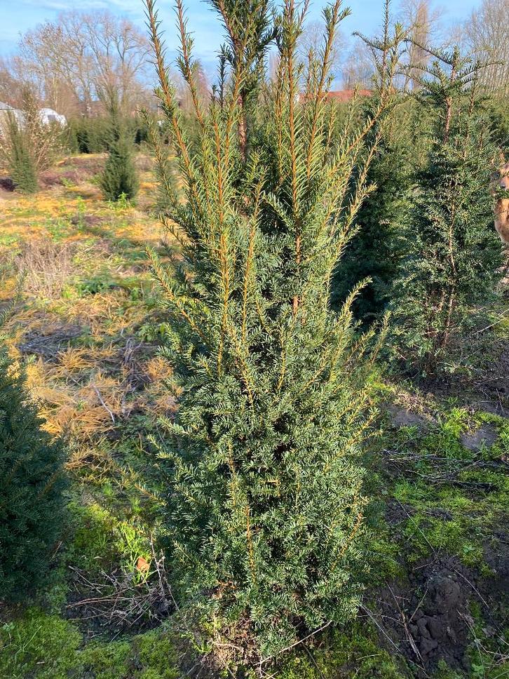 Taxus baccata, Tuin en Terras, Planten | Struiken en Hagen, Haag, Taxus, Ophalen of Verzenden