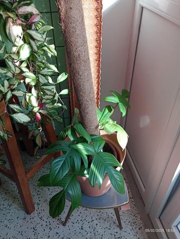 PHILODENDRON FLORIDA groene kamerplant  beschikbaar voor biedingen