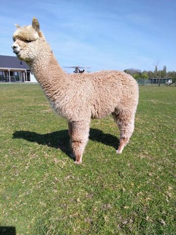 Alpaca merrie beschikbaar voor biedingen