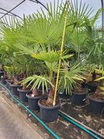 trachycarpus fortunei, 155 cm de haut -18, Enlèvement ou Envoi