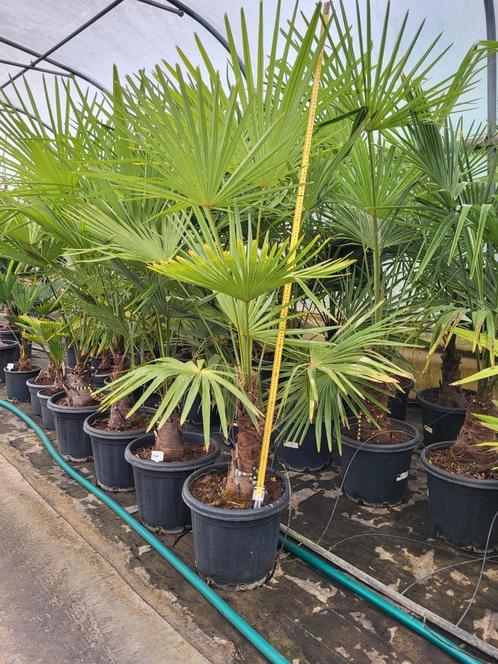 trachycarpus fortunei, 155cm hoog -18, Tuin en Terras, Planten | Bomen, Ophalen of Verzenden