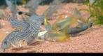 Hobbyaquarium Corydoras/vissen aanbieding Zondag 12/17u, Animaux & Accessoires