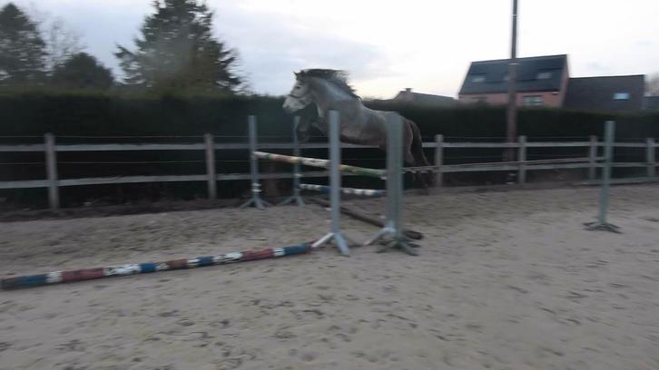 Top D pony zoekt ruiter, Dieren en Toebehoren, Pony's, Ruin, Onbeleerd, D pony (1.37m tot 1.48m), Springpony, 3 tot 6 jaar, Met stamboom