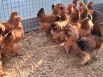 brahma kippen in verschillende kleuren, Vrouwelijk, Kip
