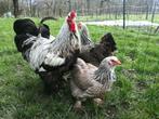 Oeufs Brahma perdrix maillé argenté, Kip