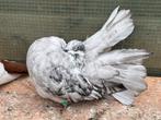 Rasechte pauwstaart, Dieren en Toebehoren, Vogels | Duiven