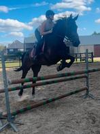 6 jarige ruin, Met stamboom, Springpaard, Ruin, L