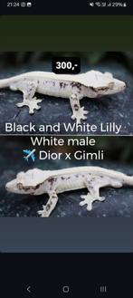 1.0 Black&White Lilly White wimpergekko man, Dieren en Toebehoren, Reptielen en Amfibieën, Hagedis, Tam, 0 tot 2 jaar