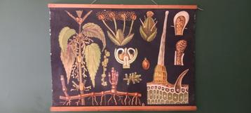 Ancienne affiche scolaire biologique "Ortie", Enlèvement ou Envoi