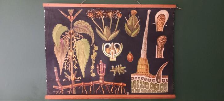 Vintage biologische schoolposter „Brandnetel”, Antiek en Kunst, Antiek | Schoolplaten, Ophalen of Verzenden