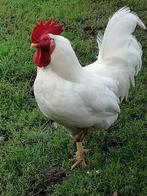 Haan, Dieren en Toebehoren, Pluimvee