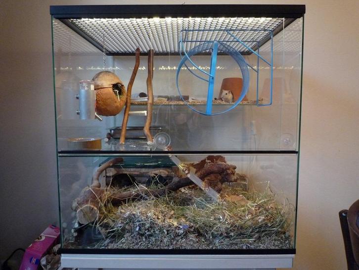 Gerbilarium voor geschikt huisvesten van gerbils of muizen, Dieren en Toebehoren, Knaagdieren en Konijnen | Hokken en Kooien, Nieuw