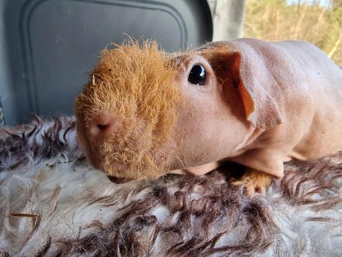 Skinny cavia's, Animaux & Accessoires, Rongeurs, Cobaye