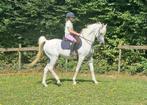 Gezocht: bijrijder voor Arabische hengst in Boutersem, Dieren en Toebehoren, Paarden, Minder dan 160 cm, Gechipt, Hengst, 11 jaar of ouder