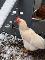 Jonge vriendelijke haan, Animaux & Accessoires, Volatiles