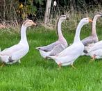 Trio Chinese knobbelganzen, Dieren en Toebehoren, Pluimvee