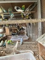 KWEEKKOPPELS VALKPARKIETEN: VANAF 60 EURO/KOPPEL, Dieren en Toebehoren, Meerdere dieren, Parkiet