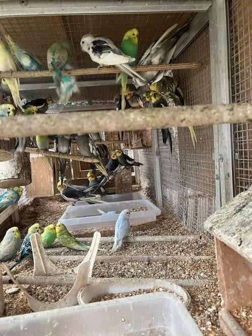 KWEEKKOPPELS VALKPARKIETEN: VANAF 60 EURO/KOPPEL, Dieren en Toebehoren, Vogels | Parkieten en Papegaaien, Parkiet, Meerdere dieren