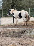 Tinker merrie, Dieren en Toebehoren, Zadelmak, 11 jaar of ouder, Recreatiepony, Merrie