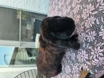 Voedster 10/08/'24 franse hangoor, Dieren en Toebehoren, Konijnen, Vrouwelijk, Groot, Hangoor, 0 tot 2 jaar