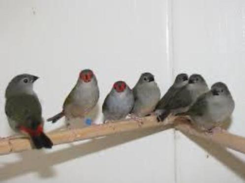 Te koop prachtig koppel Dornalstrildes, Dieren en Toebehoren, Vogels | Overige Vogels