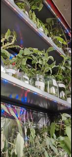 Cuttings brugmansia, Ophalen