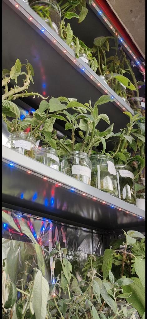 Cuttings brugmansia, Tuin en Terras, Planten | Tuinplanten, Ophalen